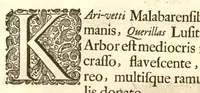 An illustration from Hortus Indicus Malabaricus ?continens regni Malabarici apud Indos cereberrimi onmis generis plantas rariores, Latinas, Malabaricis, Arabicis, Brachmanum charactareibus hominibusque expressas ... /adornatus per Henricum van Rheede, van Draakenstein, ... et Johannem Casearium ... ; notis adauxit, & commentariis illustravit Arnoldus Syen ... (1678)