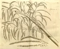Picture 3 of 34 from Hortus Indicus Malabaricus ?continens regni Malabarici apud Indos cereberrimi onmis generis plantas rariores, Latinas, Malabaricis, Arabicis, Brachmanum charactareibus hominibusque expressas ... /adornatus per Henricum van Rheede, van Draakenstein, ... et Johannem Casearium ... ; notis adauxit, & commentariis illustravit Arnoldus Syen ... (1678), leaf 34
