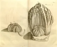 Picture 5 of 34 from Hortus Indicus Malabaricus ?continens regni Malabarici apud Indos cereberrimi onmis generis plantas rariores, Latinas, Malabaricis, Arabicis, Brachmanum charactareibus hominibusque expressas ... /adornatus per Henricum van Rheede, van Draakenstein, ... et Johannem Casearium ... ; notis adauxit, & commentariis illustravit Arnoldus Syen ... (1678), leaf 48