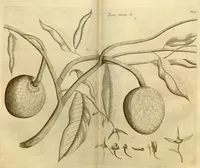An illustration from Hortus Indicus Malabaricus ?continens regni Malabarici apud Indos cereberrimi onmis generis plantas rariores, Latinas, Malabaricis, Arabicis, Brachmanum charactareibus hominibusque expressas ... /adornatus per Henricum van Rheede, van Draakenstein, ... et Johannem Casearium ... ; notis adauxit, & commentariis illustravit Arnoldus Syen ... (1678)