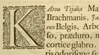 An illustration from Hortus Indicus Malabaricus ?continens regni Malabarici apud Indos cereberrimi onmis generis plantas rariores, Latinas, Malabaricis, Arabicis, Brachmanum charactareibus hominibusque expressas ... /adornatus per Henricum van Rheede, van Draakenstein, ... et Johannem Casearium ... ; notis adauxit, & commentariis illustravit Arnoldus Syen ... (1678)
