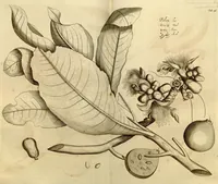 An illustration from Hortus Indicus Malabaricus ?continens regni Malabarici apud Indos cereberrimi onmis generis plantas rariores, Latinas, Malabaricis, Arabicis, Brachmanum charactareibus hominibusque expressas ... /adornatus per Henricum van Rheede, van Draakenstein, ... et Johannem Casearium ... ; notis adauxit, & commentariis illustravit Arnoldus Syen ... (1678)