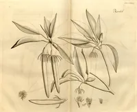 An illustration from Hortus Indicus Malabaricus ?continens regni Malabarici apud Indos cereberrimi onmis generis plantas rariores, Latinas, Malabaricis, Arabicis, Brachmanum charactareibus hominibusque expressas ... /adornatus per Henricum van Rheede, van Draakenstein, ... et Johannem Casearium ... ; notis adauxit, & commentariis illustravit Arnoldus Syen ... (1678)