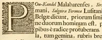 An illustration from Hortus Indicus Malabaricus ?continens regni Malabarici apud Indos cereberrimi onmis generis plantas rariores, Latinas, Malabaricis, Arabicis, Brachmanum charactareibus hominibusque expressas ... /adornatus per Henricum van Rheede, van Draakenstein, ... et Johannem Casearium ... ; notis adauxit, & commentariis illustravit Arnoldus Syen ... (1678)