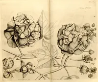 Picture 38 of 43 from Hortus Indicus Malabaricus ?continens regni Malabarici apud Indos cereberrimi onmis generis plantas rariores, Latinas, Malabaricis, Arabicis, Brachmanum charactareibus hominibusque expressas ... /adornatus per Henricum van Rheede, van Draakenstein, ... et Johannem Casearium ... ; notis adauxit, & commentariis illustravit Arnoldus Syen ... (1678), leaf 270