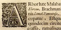 An illustration from Hortus Indicus Malabaricus ?continens regni Malabarici apud Indos cereberrimi onmis generis plantas rariores, Latinas, Malabaricis, Arabicis, Brachmanum charactareibus hominibusque expressas ... /adornatus per Henricum van Rheede, van Draakenstein, ... et Johannem Casearium ... ; notis adauxit, & commentariis illustravit Arnoldus Syen ... (1678)