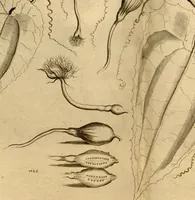 An illustration from Hortus Indicus Malabaricus ?continens regni Malabarici apud Indos cereberrimi onmis generis plantas rariores, Latinas, Malabaricis, Arabicis, Brachmanum charactareibus hominibusque expressas ... /adornatus per Henricum van Rheede, van Draakenstein, ... et Johannem Casearium ... ; notis adauxit, & commentariis illustravit Arnoldus Syen ... (1678)