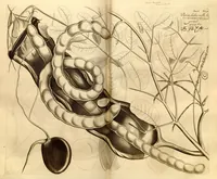 An illustration from Hortus Indicus Malabaricus ?continens regni Malabarici apud Indos cereberrimi onmis generis plantas rariores, Latinas, Malabaricis, Arabicis, Brachmanum charactareibus hominibusque expressas ... /adornatus per Henricum van Rheede, van Draakenstein, ... et Johannem Casearium ... ; notis adauxit, & commentariis illustravit Arnoldus Syen ... (1678)