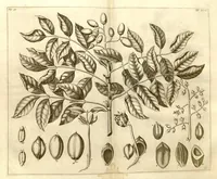 An illustration from Hortus Indicus Malabaricus ?continens regni Malabarici apud Indos cereberrimi onmis generis plantas rariores, Latinas, Malabaricis, Arabicis, Brachmanum charactareibus hominibusque expressas ... /adornatus per Henricum van Rheede, van Draakenstein, ... et Johannem Casearium ... ; notis adauxit, & commentariis illustravit Arnoldus Syen ... (1678)