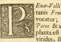 An illustration from Hortus Indicus Malabaricus ?continens regni Malabarici apud Indos cereberrimi onmis generis plantas rariores, Latinas, Malabaricis, Arabicis, Brachmanum charactareibus hominibusque expressas ... /adornatus per Henricum van Rheede, van Draakenstein, ... et Johannem Casearium ... ; notis adauxit, & commentariis illustravit Arnoldus Syen ... (1678)