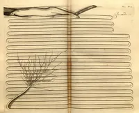 Picture 12 of 44 from Hortus Indicus Malabaricus ?continens regni Malabarici apud Indos cereberrimi onmis generis plantas rariores, Latinas, Malabaricis, Arabicis, Brachmanum charactareibus hominibusque expressas ... /adornatus per Henricum van Rheede, van Draakenstein, ... et Johannem Casearium ... ; notis adauxit, & commentariis illustravit Arnoldus Syen ... (1678), leaf 51