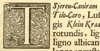 An illustration from Hortus Indicus Malabaricus ?continens regni Malabarici apud Indos cereberrimi onmis generis plantas rariores, Latinas, Malabaricis, Arabicis, Brachmanum charactareibus hominibusque expressas ... /adornatus per Henricum van Rheede, van Draakenstein, ... et Johannem Casearium ... ; notis adauxit, & commentariis illustravit Arnoldus Syen ... (1678)