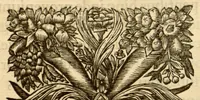 Picture 21 of 44 from Hortus Indicus Malabaricus ?continens regni Malabarici apud Indos cereberrimi onmis generis plantas rariores, Latinas, Malabaricis, Arabicis, Brachmanum charactareibus hominibusque expressas ... /adornatus per Henricum van Rheede, van Draakenstein, ... et Johannem Casearium ... ; notis adauxit, & commentariis illustravit Arnoldus Syen ... (1678), leaf 94