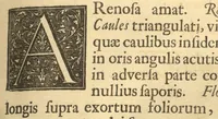 An illustration from Hortus Indicus Malabaricus ?continens regni Malabarici apud Indos cereberrimi onmis generis plantas rariores, Latinas, Malabaricis, Arabicis, Brachmanum charactareibus hominibusque expressas ... /adornatus per Henricum van Rheede, van Draakenstein, ... et Johannem Casearium ... ; notis adauxit, & commentariis illustravit Arnoldus Syen ... (1678)