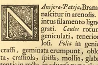 An illustration from Hortus Indicus Malabaricus ?continens regni Malabarici apud Indos cereberrimi onmis generis plantas rariores, Latinas, Malabaricis, Arabicis, Brachmanum charactareibus hominibusque expressas ... /adornatus per Henricum van Rheede, van Draakenstein, ... et Johannem Casearium ... ; notis adauxit, & commentariis illustravit Arnoldus Syen ... (1678)