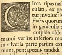 An illustration from Hortus Indicus Malabaricus ?continens regni Malabarici apud Indos cereberrimi onmis generis plantas rariores, Latinas, Malabaricis, Arabicis, Brachmanum charactareibus hominibusque expressas ... /adornatus per Henricum van Rheede, van Draakenstein, ... et Johannem Casearium ... ; notis adauxit, & commentariis illustravit Arnoldus Syen ... (1678)