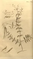 An illustration from Hortus Indicus Malabaricus ?continens regni Malabarici apud Indos cereberrimi onmis generis plantas rariores, Latinas, Malabaricis, Arabicis, Brachmanum charactareibus hominibusque expressas ... /adornatus per Henricum van Rheede, van Draakenstein, ... et Johannem Casearium ... ; notis adauxit, & commentariis illustravit Arnoldus Syen ... (1678)