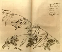 Picture 20 of 23 from Hortus Indicus Malabaricus ?continens regni Malabarici apud Indos cereberrimi onmis generis plantas rariores, Latinas, Malabaricis, Arabicis, Brachmanum charactareibus hominibusque expressas ... /adornatus per Henricum van Rheede, van Draakenstein, ... et Johannem Casearium ... ; notis adauxit, & commentariis illustravit Arnoldus Syen ... (1678), leaf 292