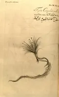 Picture 21 of 23 from Hortus Indicus Malabaricus ?continens regni Malabarici apud Indos cereberrimi onmis generis plantas rariores, Latinas, Malabaricis, Arabicis, Brachmanum charactareibus hominibusque expressas ... /adornatus per Henricum van Rheede, van Draakenstein, ... et Johannem Casearium ... ; notis adauxit, & commentariis illustravit Arnoldus Syen ... (1678), leaf 298