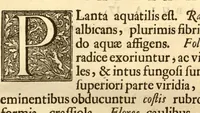 An illustration from Hortus Indicus Malabaricus ?continens regni Malabarici apud Indos cereberrimi onmis generis plantas rariores, Latinas, Malabaricis, Arabicis, Brachmanum charactareibus hominibusque expressas ... /adornatus per Henricum van Rheede, van Draakenstein, ... et Johannem Casearium ... ; notis adauxit, & commentariis illustravit Arnoldus Syen ... (1678)