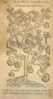 An illustration from Histoire des simples me?dicamens apporte?s de l'Amerique, desquels on se sert en la medecine /escrite premierement en espagnol, par m. Nicolas Monard ... ; Du despuis mise en latin, & illustre?e de plusieurs annotations, par Charles de l'Ecluse d'Arras. Et nouvellement traduicte en francois par Anthoine Colin ... (1619)