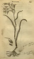 Picture 10 of 27 from Frumentorum, Leguminum, palustrium et aquatilium herbarum,ac eorum, quae eo? pertinent, historia? Remberto Dodonaeo Mechliniensi Medico auctore... (1566), leaf 142