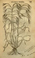 Picture 11 of 27 from Frumentorum, Leguminum, palustrium et aquatilium herbarum,ac eorum, quae eo? pertinent, historia? Remberto Dodonaeo Mechliniensi Medico auctore... (1566), leaf 146
