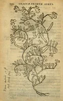 Picture 12 of 27 from Frumentorum, Leguminum, palustrium et aquatilium herbarum,ac eorum, quae eo? pertinent, historia? Remberto Dodonaeo Mechliniensi Medico auctore... (1566), leaf 151