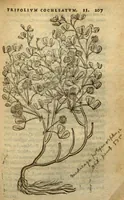 Picture 19 of 27 from Frumentorum, Leguminum, palustrium et aquatilium herbarum,ac eorum, quae eo? pertinent, historia? Remberto Dodonaeo Mechliniensi Medico auctore... (1566), leaf 206