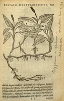 Picture 21 of 27 from Frumentorum, Leguminum, palustrium et aquatilium herbarum,ac eorum, quae eo? pertinent, historia? Remberto Dodonaeo Mechliniensi Medico auctore... (1566), leaf 226