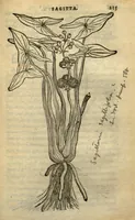 Picture 22 of 27 from Frumentorum, Leguminum, palustrium et aquatilium herbarum,ac eorum, quae eo? pertinent, historia? Remberto Dodonaeo Mechliniensi Medico auctore... (1566), leaf 234