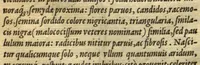 An illustration from Frumentorum, Leguminum, palustrium et aquatilium herbarum,ac eorum, quae eo? pertinent, historia? Remberto Dodonaeo Mechliniensi Medico auctore... (1566)