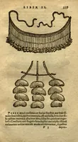 Picture 9 of 9 from Aromatum, et simplicium aliquot medicamentorum apud Indos nascentium historia ?ante biennium quidem Lusitanica linqua per dialogos conscripta /D. Garcia ab Horto, proregis Indie? medico, auctore ? nunc vero? primu?m Latina facta, & in epitomen contracta a? Carolo Clusio Atrebate. (1567), leaf 229