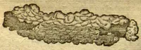 Picture 3 of 9 from Aromatum, et simplicium aliquot medicamentorum apud Indos nascentium historia ?ante biennium quidem Lusitanica linqua per dialogos conscripta /D. Garcia ab Horto, proregis Indie? medico, auctore ? nunc vero? primu?m Latina facta, & in epitomen contracta a? Carolo Clusio Atrebate. (1567), leaf 40