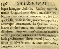 Picture 3 of 3 from Matthiae de L'Obel M.D. Botanographic Regii eximii Stirpium illustrationes ?plurimas elaborantes inauditas plantas, subreptitiis Joh? Parkinsoni rapsodiis (ex codice MS insalutato) sparsim gravatae. Ejusdem adjecta sunt ad calcem Theatri botanici Auaptnuala, Accurante Guil? How, Anglo. (1655), leaf 183