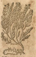 Picture 11 of 15 from New vollkommenlich Kräuter-Buch : mit schönen und künstlichen Figuren aller Gewächs der Baümen, Stauden und Kräutern...:das erste [-das ander und dritte] Theil darinn viel und mancherley heilsamer Artzeney vor allerley innerlichen und eusserlichen Kranckheiten, beyde der Menschen und des Viehes sampt ihrem nützlichen Gebrauch beschrieben werden.../ durch Iacobum Theodorum Tabernaemontanum... ; das ander und dritte Theil...verbessert durch Hieronymum Bauhinum... ; mit sehr nutzlichen Marginalien, Synonimis, newen Registern und anderm vermehret durch Hieronymum Bauhinum... (1664), leaf 139