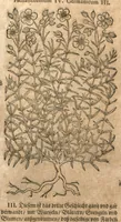 Picture 12 of 15 from New vollkommenlich Kräuter-Buch : mit schönen und künstlichen Figuren aller Gewächs der Baümen, Stauden und Kräutern...:das erste [-das ander und dritte] Theil darinn viel und mancherley heilsamer Artzeney vor allerley innerlichen und eusserlichen Kranckheiten, beyde der Menschen und des Viehes sampt ihrem nützlichen Gebrauch beschrieben werden.../ durch Iacobum Theodorum Tabernaemontanum... ; das ander und dritte Theil...verbessert durch Hieronymum Bauhinum... ; mit sehr nutzlichen Marginalien, Synonimis, newen Registern und anderm vermehret durch Hieronymum Bauhinum... (1664), leaf 161