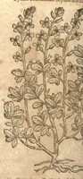 An illustration from New vollkommenlich Kräuter-Buch : mit schönen und künstlichen Figuren aller Gewächs der Baümen, Stauden und Kräutern...:das erste [-das ander und dritte] Theil darinn viel und mancherley heilsamer Artzeney vor allerley innerlichen und eusserlichen Kranckheiten, beyde der Menschen und des Viehes sampt ihrem nützlichen Gebrauch beschrieben werden.../ durch Iacobum Theodorum Tabernaemontanum... ; das ander und dritte Theil...verbessert durch Hieronymum Bauhinum... ; mit sehr nutzlichen Marginalien, Synonimis, newen Registern und anderm vermehret durch Hieronymum Bauhinum... (1664)