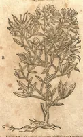 An illustration from New vollkommenlich Kräuter-Buch : mit schönen und künstlichen Figuren aller Gewächs der Baümen, Stauden und Kräutern...:das erste [-das ander und dritte] Theil darinn viel und mancherley heilsamer Artzeney vor allerley innerlichen und eusserlichen Kranckheiten, beyde der Menschen und des Viehes sampt ihrem nützlichen Gebrauch beschrieben werden.../ durch Iacobum Theodorum Tabernaemontanum... ; das ander und dritte Theil...verbessert durch Hieronymum Bauhinum... ; mit sehr nutzlichen Marginalien, Synonimis, newen Registern und anderm vermehret durch Hieronymum Bauhinum... (1664)