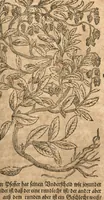 An illustration from New vollkommenlich Kräuter-Buch : mit schönen und künstlichen Figuren aller Gewächs der Baümen, Stauden und Kräutern...:das erste [-das ander und dritte] Theil darinn viel und mancherley heilsamer Artzeney vor allerley innerlichen und eusserlichen Kranckheiten, beyde der Menschen und des Viehes sampt ihrem nützlichen Gebrauch beschrieben werden.../ durch Iacobum Theodorum Tabernaemontanum... ; das ander und dritte Theil...verbessert durch Hieronymum Bauhinum... ; mit sehr nutzlichen Marginalien, Synonimis, newen Registern und anderm vermehret durch Hieronymum Bauhinum... (1664)
