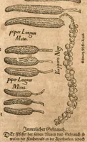 Picture 2 of 15 from New vollkommenlich Kräuter-Buch : mit schönen und künstlichen Figuren aller Gewächs der Baümen, Stauden und Kräutern...:das erste [-das ander und dritte] Theil darinn viel und mancherley heilsamer Artzeney vor allerley innerlichen und eusserlichen Kranckheiten, beyde der Menschen und des Viehes sampt ihrem nützlichen Gebrauch beschrieben werden.../ durch Iacobum Theodorum Tabernaemontanum... ; das ander und dritte Theil...verbessert durch Hieronymum Bauhinum... ; mit sehr nutzlichen Marginalien, Synonimis, newen Registern und anderm vermehret durch Hieronymum Bauhinum... (1664), leaf 7