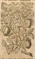 Picture 6 of 15 from New vollkommenlich Kräuter-Buch : mit schönen und künstlichen Figuren aller Gewächs der Baümen, Stauden und Kräutern...:das erste [-das ander und dritte] Theil darinn viel und mancherley heilsamer Artzeney vor allerley innerlichen und eusserlichen Kranckheiten, beyde der Menschen und des Viehes sampt ihrem nützlichen Gebrauch beschrieben werden.../ durch Iacobum Theodorum Tabernaemontanum... ; das ander und dritte Theil...verbessert durch Hieronymum Bauhinum... ; mit sehr nutzlichen Marginalien, Synonimis, newen Registern und anderm vermehret durch Hieronymum Bauhinum... (1664), leaf 99
