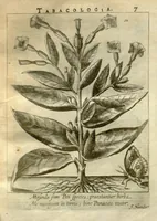 An illustration from Tabacologia ?hoc est Tabaci, seu nicotianae descriptio medico?cheirurgico?pharmaceutica, vel, ejus praeparatio et usus in omnibus ferme? corporis humani inco?modis /per Johannem Neandrum ... (1626)