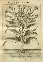 Picture 2 of 8 from Tabacologia ?hoc est Tabaci, seu nicotianae descriptio medico?cheirurgico?pharmaceutica, vel, ejus praeparatio et usus in omnibus ferme? corporis humani inco?modis /per Johannem Neandrum ... (1626), leaf 48