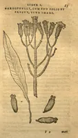 An illustration from Aromatvm, et simplicivm aliqvot medicamentorvm apvd Indos nascentivm historia?primu?m quidem Lusitanica lingua per dialogos /conscripta, a? D. Garc?ia ab Horto, proregis India medico; deinde Latino sermone in epitomen contracta, & iconibus ad viuum expressis, locupletioribuso annotatiunculis illustrata a? Carolo Clvsio Atrebate. (1593)