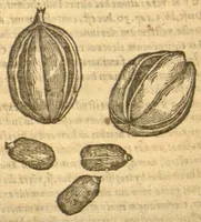 An illustration from Christophori A Costa ... Aromaticum & medicamentorum in Orientali India nascentium liber ?plurimvm lucis adserens iis quae a? Doctore Garcia de Orta in hoc genere /scripta sunt? Caroli Clusii ... (1593)