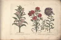 An illustration from The florist, or, An extensive and curious collection of flowers, for the imitation of young ladies, either in drawing or in needle?workby A. Heckle. (1757)