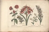 An illustration from The florist, or, An extensive and curious collection of flowers, for the imitation of young ladies, either in drawing or in needle?workby A. Heckle. (1757)
