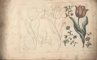 An illustration from The florist, or, An extensive and curious collection of flowers, for the imitation of young ladies, either in drawing or in needle?workby A. Heckle. (1757)