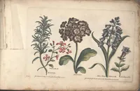 An illustration from The florist, or, An extensive and curious collection of flowers, for the imitation of young ladies, either in drawing or in needle?workby A. Heckle. (1757)